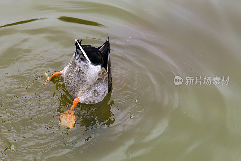 野鸭，Anas platyrhynchos